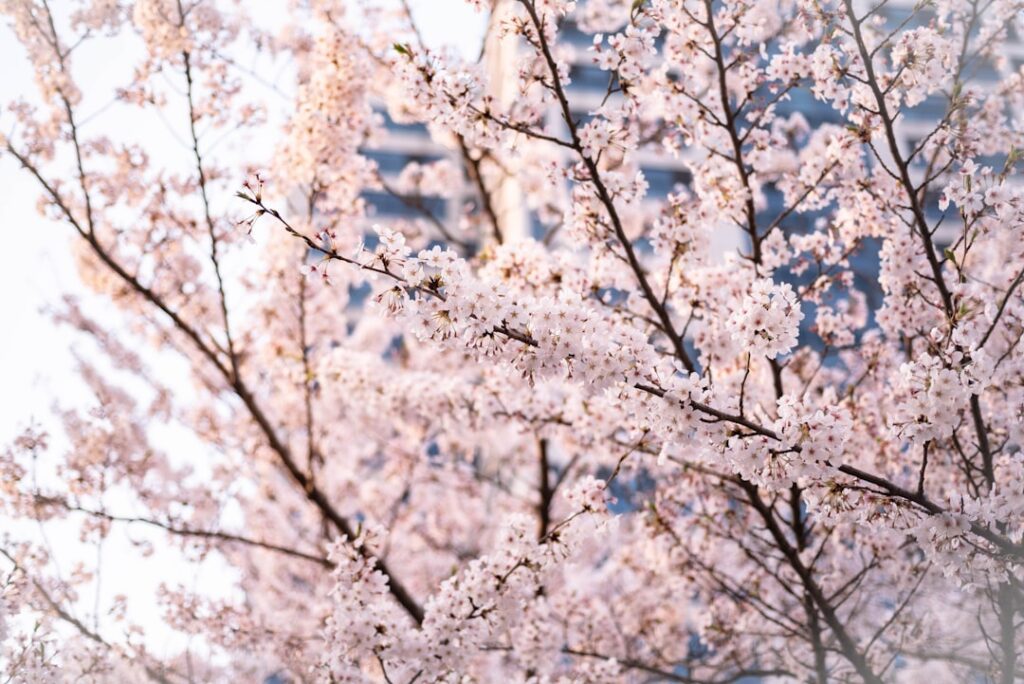 a close up of a tree with white flowers