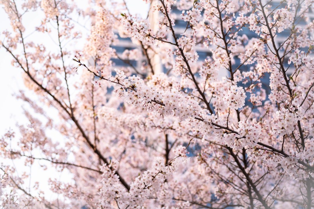 a close up of a tree with white flowers