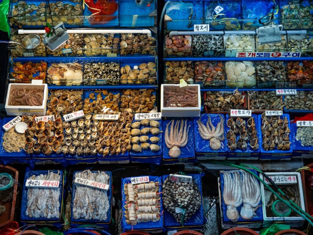 a bunch of different types of sea shells