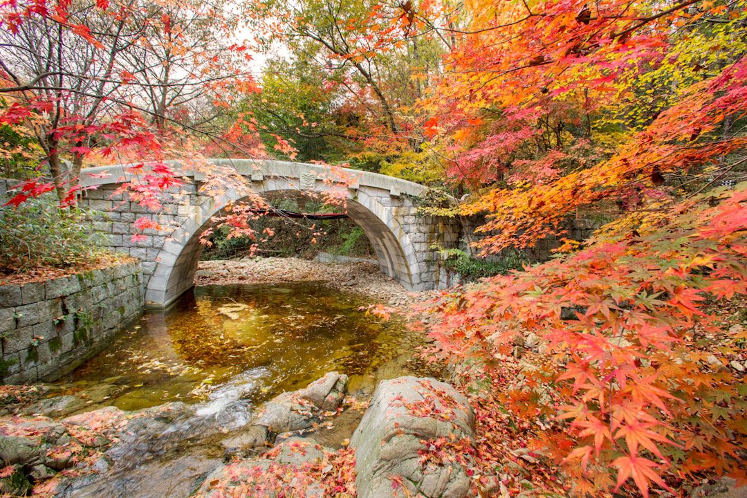 a small bridge over a stream