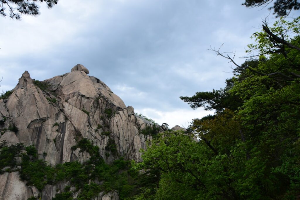 a rocky cliff with trees