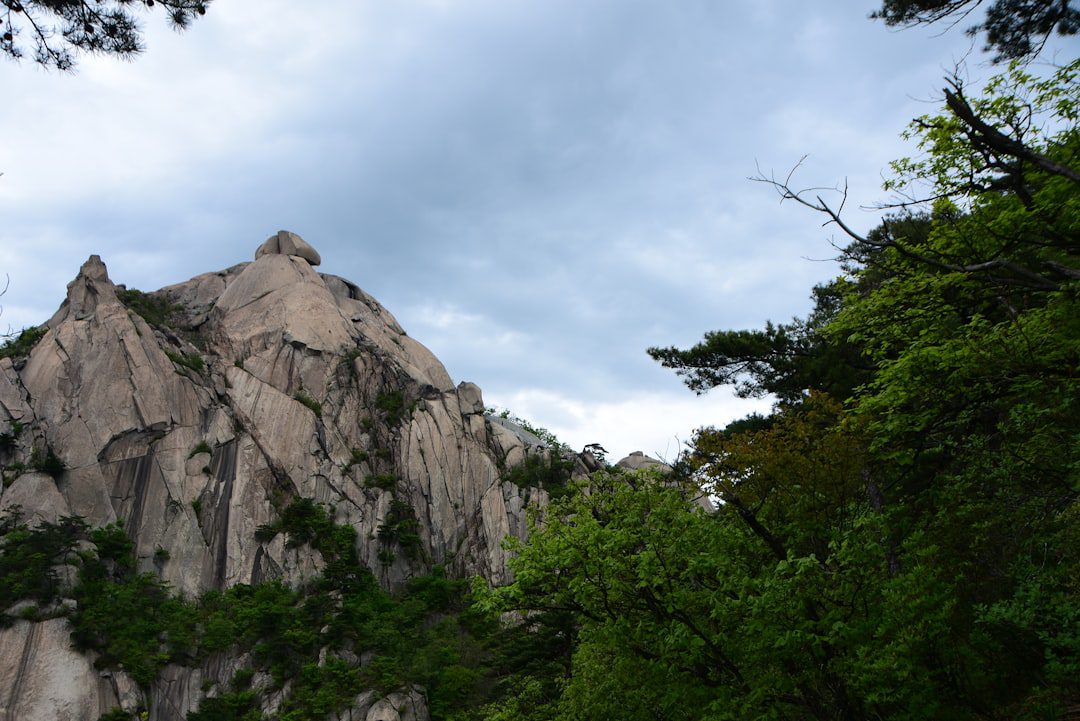 a rocky cliff with trees